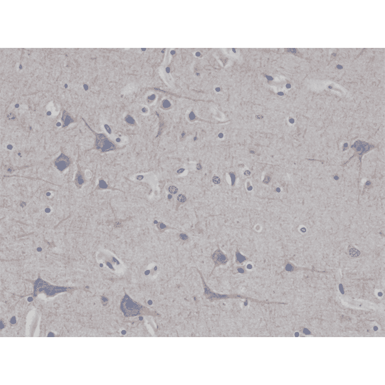 Immunohistochemistry - Anti-68kDa Neurofilament Antibody [RM280] (A121471) - Antibodies.com