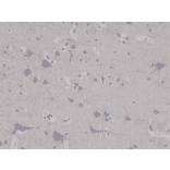 Immunohistochemistry - Anti-68kDa Neurofilament Antibody [RM280] (A121471) - Antibodies.com