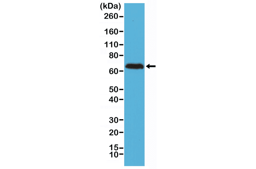 Western Blot - Anti-68kDa Neurofilament Antibody [RM280] (A121449) - Antibodies.com