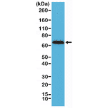 Western Blot - Anti-68kDa Neurofilament Antibody [RM280] (A121449) - Antibodies.com