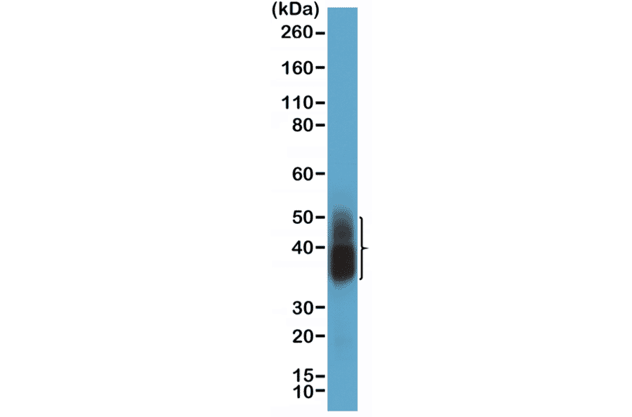 Western Blot - Anti-NAPSIN A Antibody [RM366] (A121450) - Antibodies.com