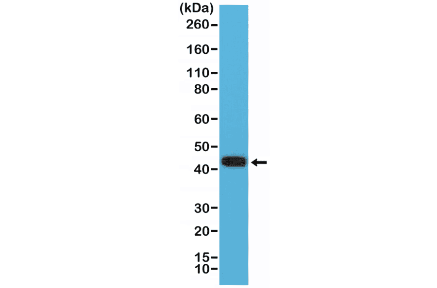 Western Blot - Anti-MMP12 Antibody [RM381] (A121453) - Antibodies.com