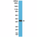 Western Blot - Anti-MMP12 Antibody [RM381] (A121453) - Antibodies.com