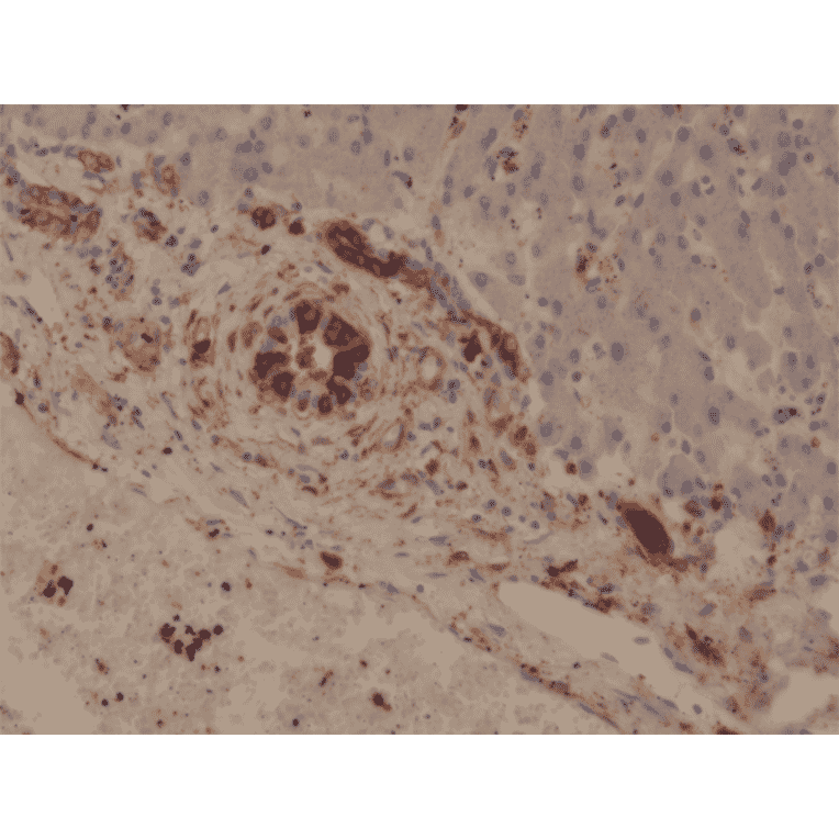 Anti-Glutathione S Transferase pi Antibody [RM347] (A121456)