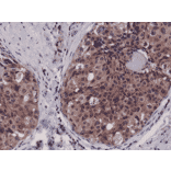 Immunohistochemistry - Anti-Caspase 3 Antibody [RM250] (A121391) - Antibodies.com