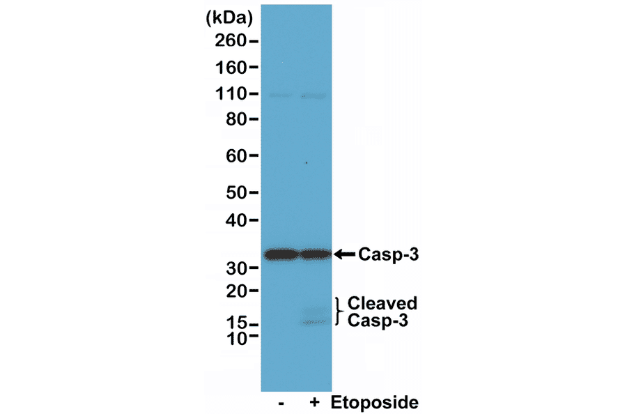 Western Blot - Anti-Caspase 3 Antibody [RM250] (A121457) - Antibodies.com