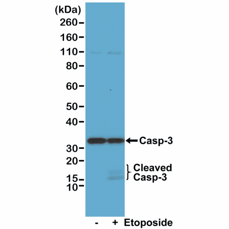 Western Blot - Anti-Caspase 3 Antibody [RM250] (A121457) - Antibodies.com