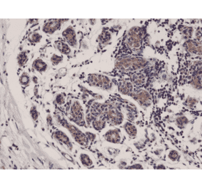 Immunohistochemistry - Anti-DIABLO Antibody [RM271] (A121249) - Antibodies.com