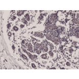 Immunohistochemistry - Anti-DIABLO Antibody [RM271] (A121249) - Antibodies.com