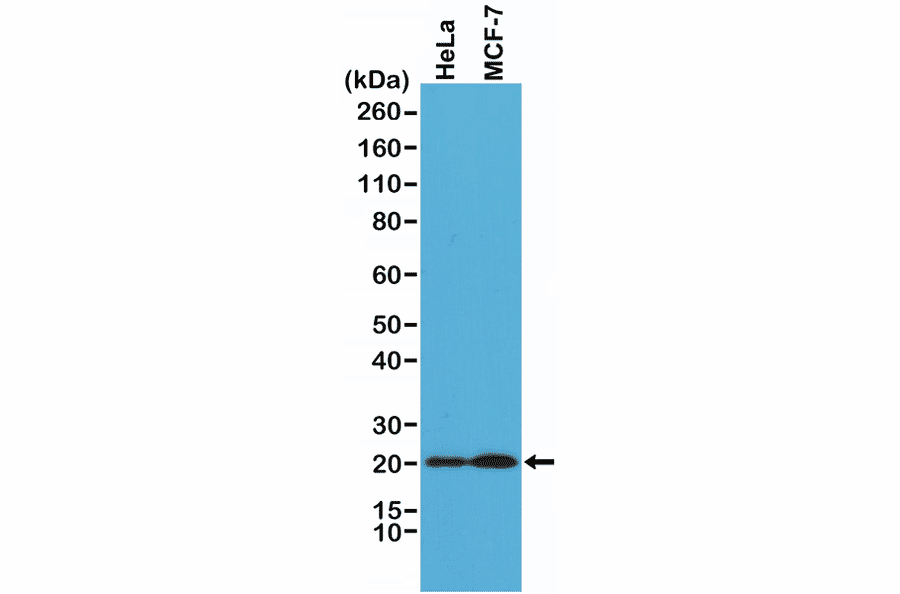 Western Blot - Anti-DIABLO Antibody [RM271] (A121463) - Antibodies.com