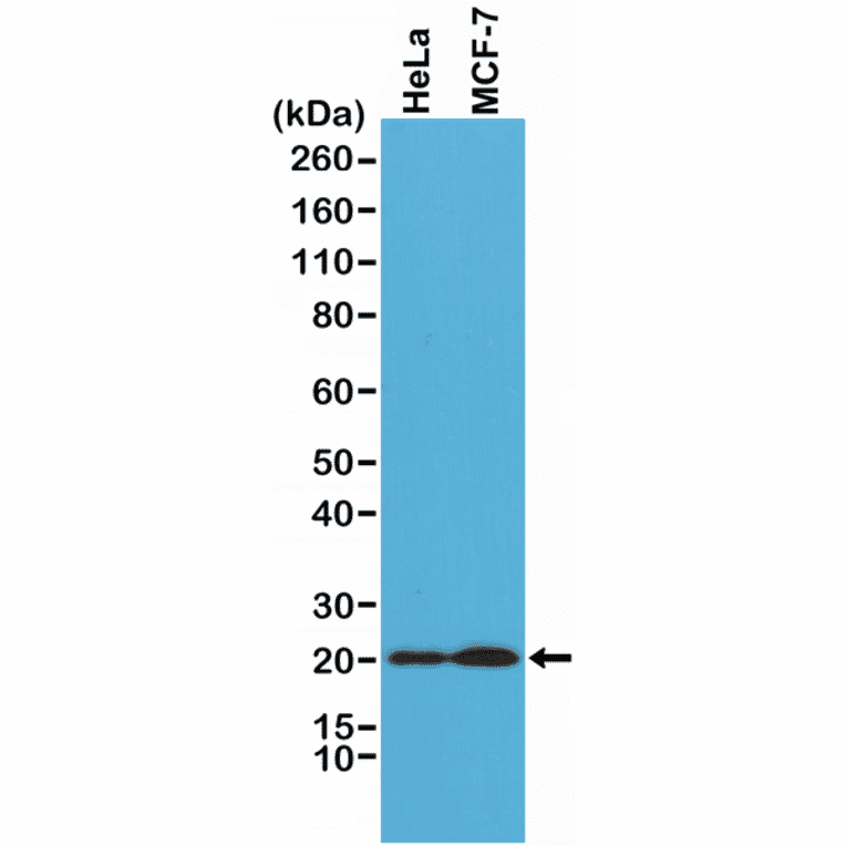 Western Blot - Anti-DIABLO Antibody [RM271] (A121463) - Antibodies.com