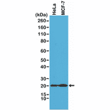 Western Blot - Anti-DIABLO Antibody [RM271] (A121463) - Antibodies.com