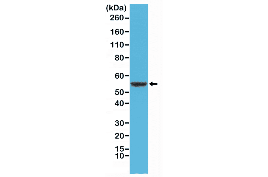 Western Blot - Anti-Cytokeratin 8 Antibody [RM266] (A121465) - Antibodies.com