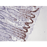 Immunohistochemistry - Anti-Cytokeratin 20 Antibody [RM283] (A121473) - Antibodies.com