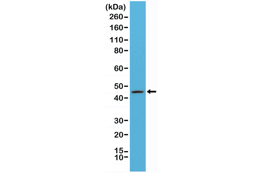 Western Blot - Anti-Cytokeratin 20 Antibody [RM283] (A121469) - Antibodies.com