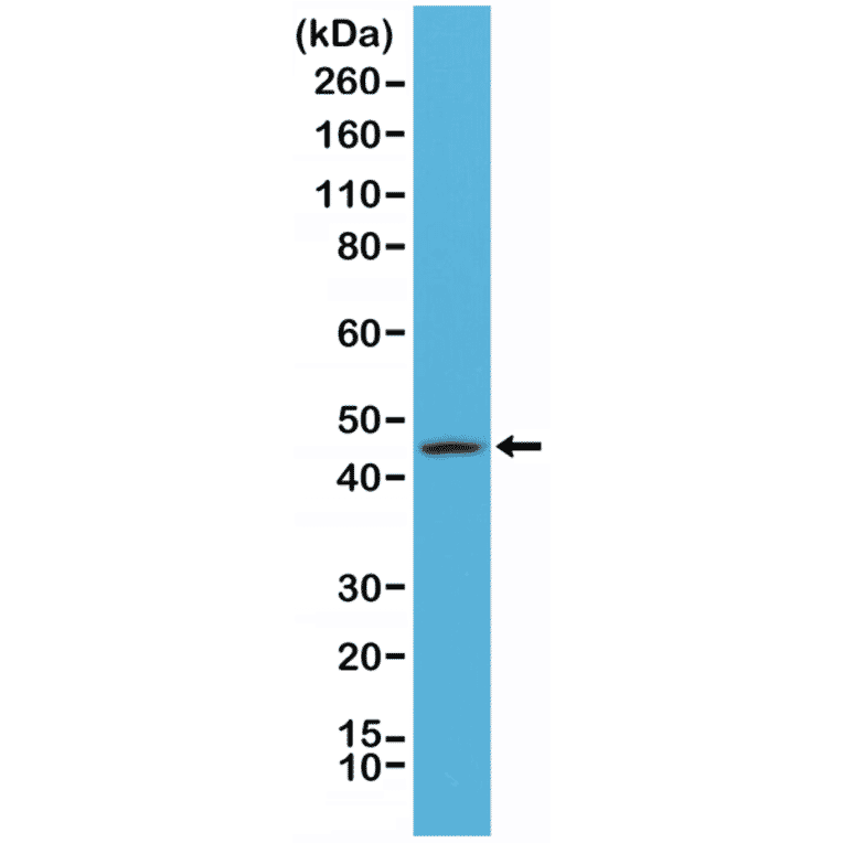 Western Blot - Anti-Cytokeratin 20 Antibody [RM283] (A121469) - Antibodies.com