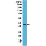 Western Blot - Anti-Cytokeratin 20 Antibody [RM283] (A121469) - Antibodies.com