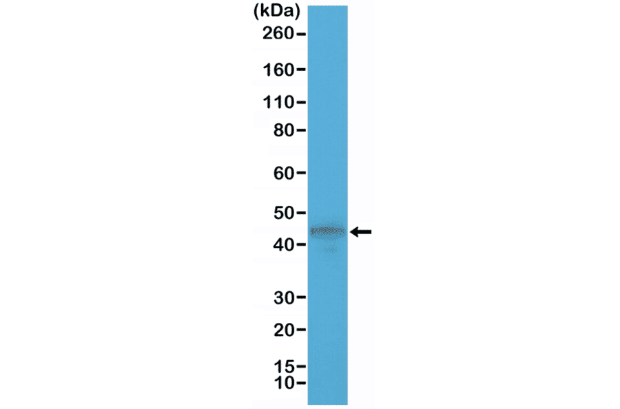 Western Blot - Anti-Cytokeratin 19 Antibody [RM364] (A121470) - Antibodies.com