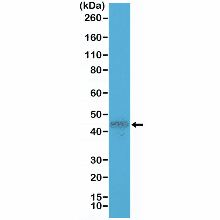 Western Blot - Anti-Cytokeratin 19 Antibody [RM364] (A121470) - Antibodies.com