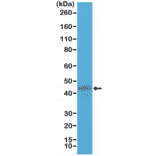 Western Blot - Anti-Cytokeratin 19 Antibody [RM364] (A121470) - Antibodies.com