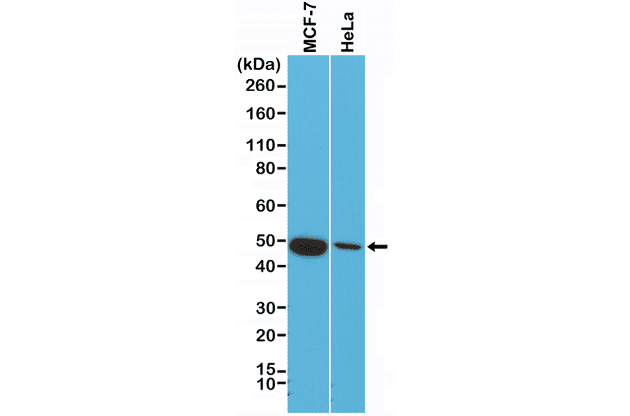 Western Blot - Anti-Cytokeratin 18 Antibody [RM279] (A121471) - Antibodies.com