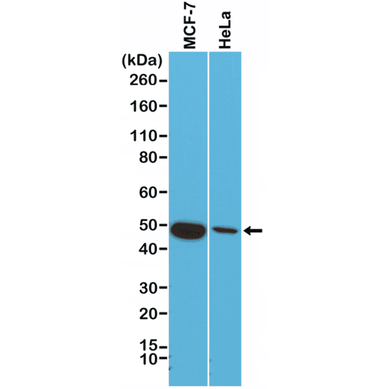 Western Blot - Anti-Cytokeratin 18 Antibody [RM279] (A121471) - Antibodies.com