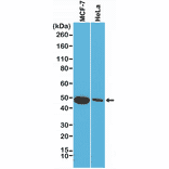 Western Blot - Anti-Cytokeratin 18 Antibody [RM279] (A121471) - Antibodies.com