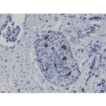 Immunohistochemistry - Anti-Cyclin B1 Antibody [RM281] (A121449) - Antibodies.com