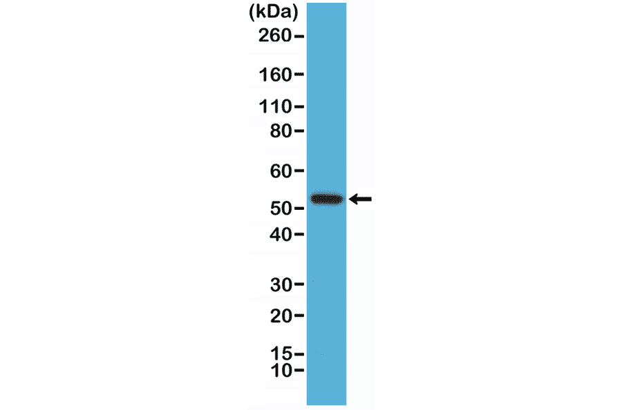 Western Blot - Anti-Cyclin B1 Antibody [RM281] (A121473) - Antibodies.com
