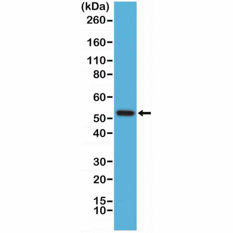 Western Blot - Anti-Cyclin B1 Antibody [RM281] (A121473) - Antibodies.com