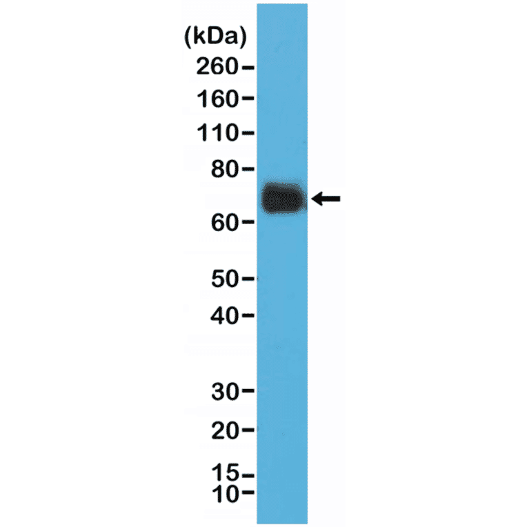 Western Blot - Anti-COX2 Antibody [RM348] (A121475) - Antibodies.com
