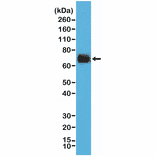 Western Blot - Anti-COX2 Antibody [RM348] (A121475) - Antibodies.com