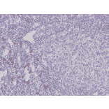 Immunohistochemistry - Anti-c-Kit Antibody [RM359] (A121476) - Antibodies.com