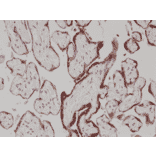 Immunohistochemistry - Anti-hCG Antibody [RM330] (A121389) - Antibodies.com