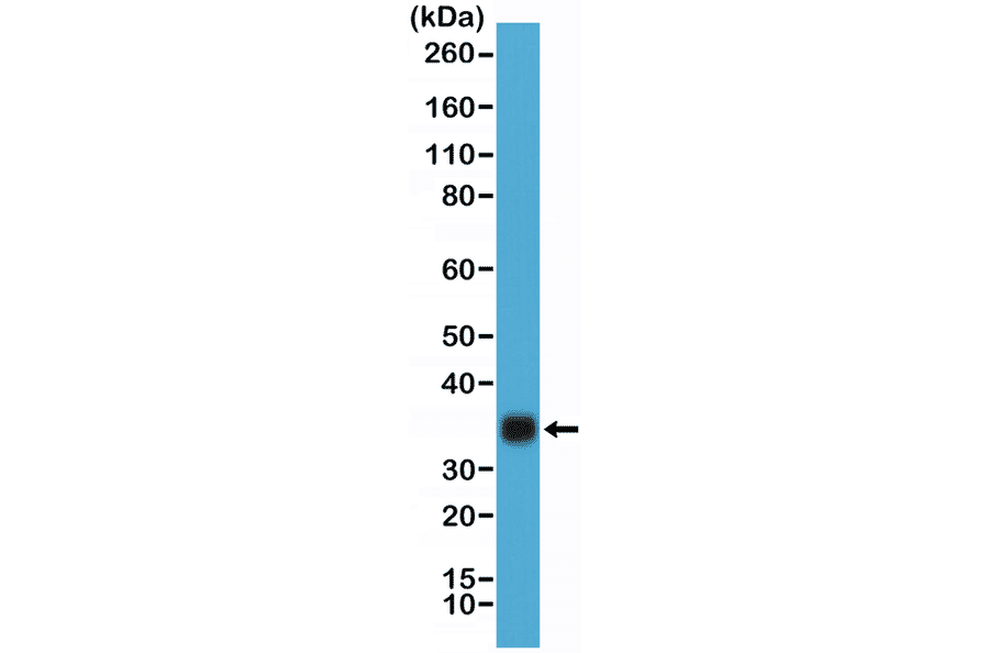 Western Blot - Anti-hCG Antibody [RM330] (A121477) - Antibodies.com