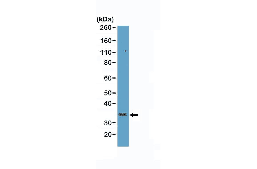 Western Blot - Anti-CD8a Antibody [RM397] (A121478) - Antibodies.com