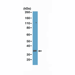 Western Blot - Anti-CD8a Antibody [RM397] (A121478) - Antibodies.com