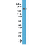 Western Blot - Anti-CD45 Antibody [RM291] (A121482) - Antibodies.com