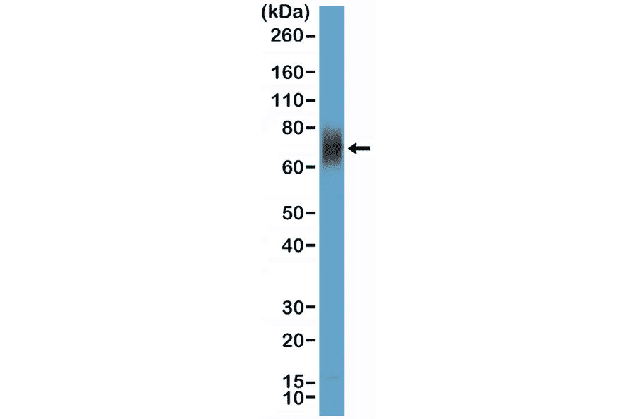 Western Blot - Anti-CD33 Antibody [RM398] (A121484) - Antibodies.com