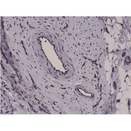 Immunohistochemistry - Anti-CD31 Antibody [RM247] (A121500) - Antibodies.com