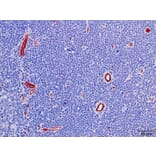 Immunohistochemistry - Anti-CD31 Antibody [RM247] (A121485) - Antibodies.com