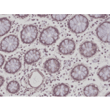Immunohistochemistry - Anti-CD29 Antibody [RM285] (A121486) - Antibodies.com