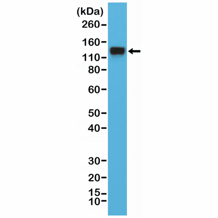 Western Blot - Anti-CD29 Antibody [RM285] (A121486) - Antibodies.com