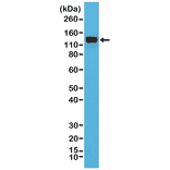 Western Blot - Anti-CD29 Antibody [RM285] (A121486) - Antibodies.com