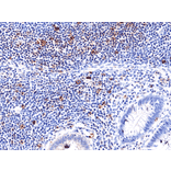 Immunohistochemistry - Anti-CD278 Antibody [RM417] (A121467) - Antibodies.com