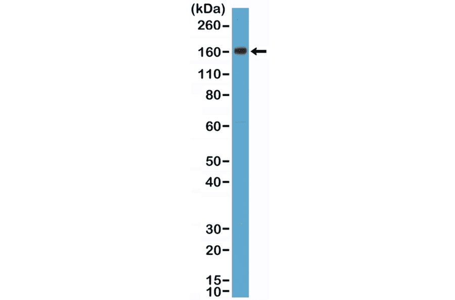 Western Blot - Anti-CD163 Antibody [RM371] (A121491) - Antibodies.com