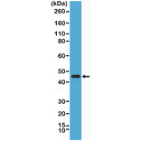 Western Blot - Anti-CD134 Antibody [RM313] (A121492) - Antibodies.com