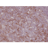 Immunohistochemistry - Anti-CD11b Antibody [RM290] (A121374) - Antibodies.com