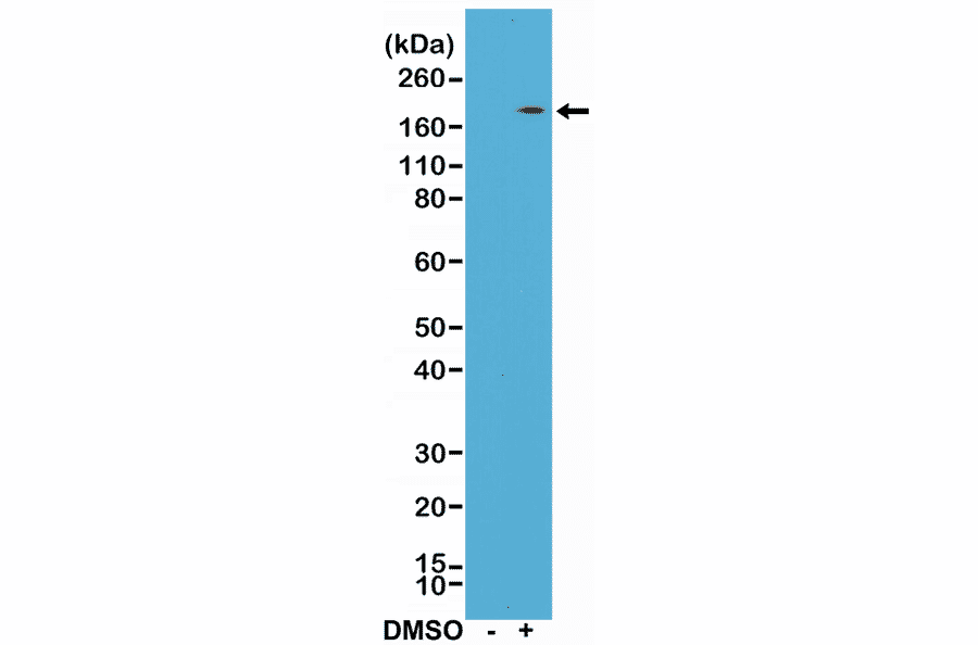 Western Blot - Anti-CD11b Antibody [RM290] (A121493) - Antibodies.com