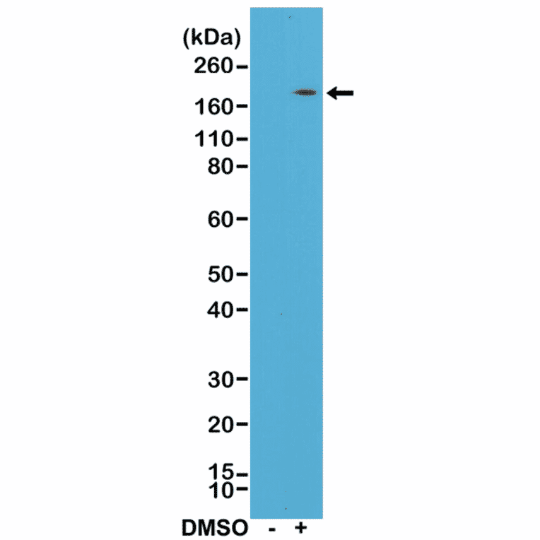 Western Blot - Anti-CD11b Antibody [RM290] (A121493) - Antibodies.com